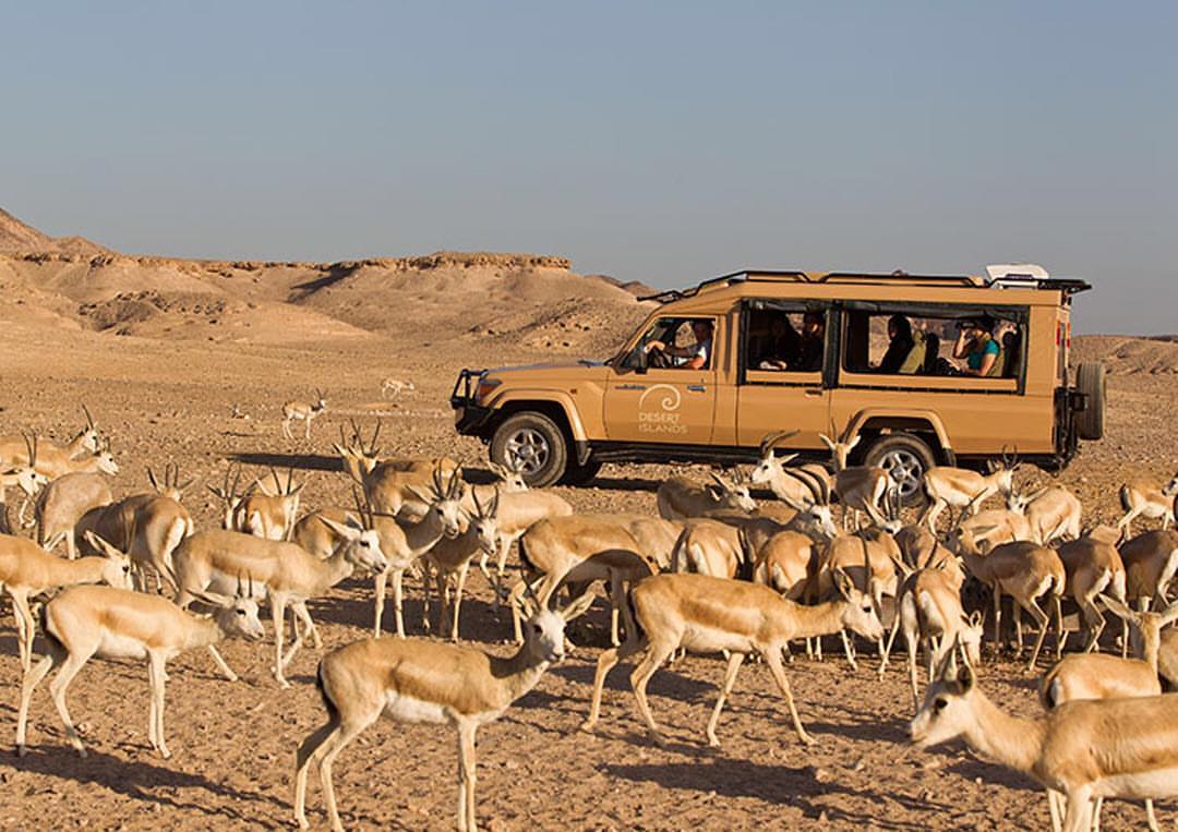 Wildlife Drive in Sir Bani Yas
