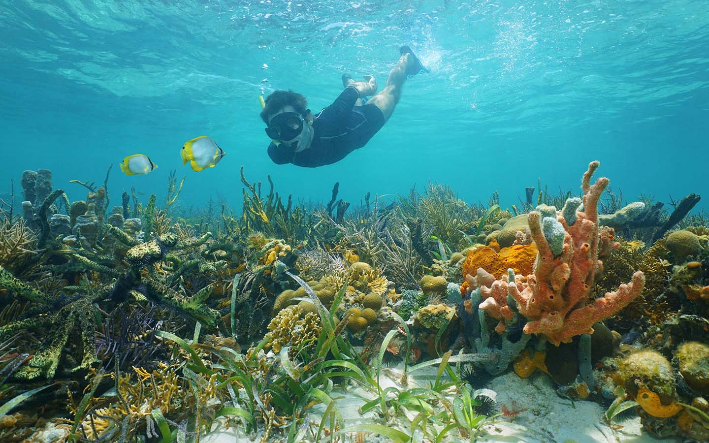 Scuba diving at Jumeirah Beach